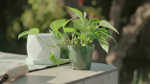 Monstera Leaf Potting Mat