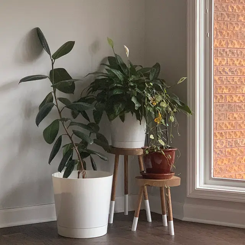 Plant Stool