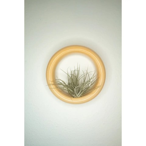 Sour Peach Sweet Roll