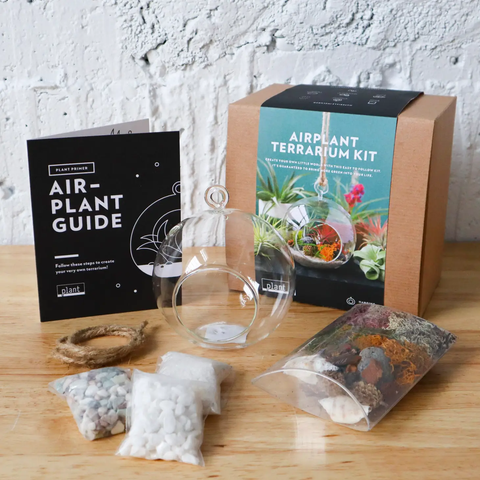 Terrarium Kit : Hanging Air Plant